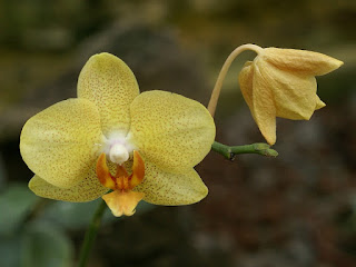 Phalaenopsis sp.