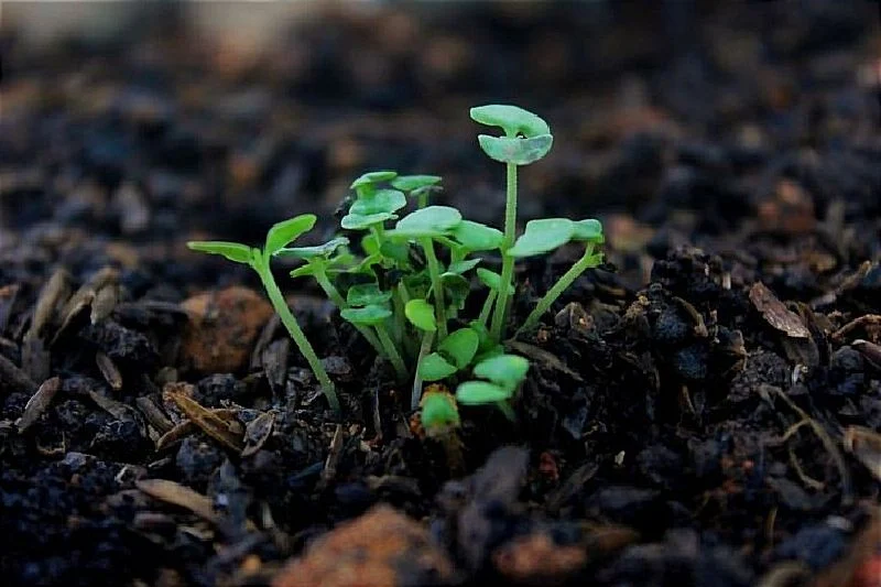 El plástico contamina los suelos cultivables durante décadas