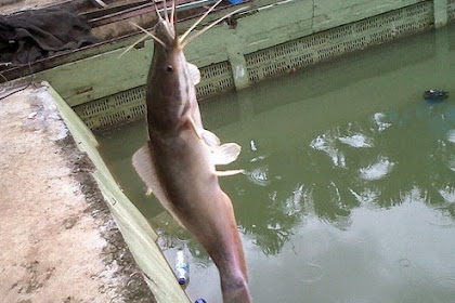 8+ Rahasia Umpan Mancing Ikan Lele Siang Hari
