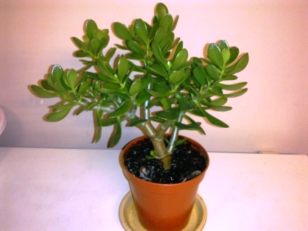 money plant tree. Crassula ovata or Jade plant