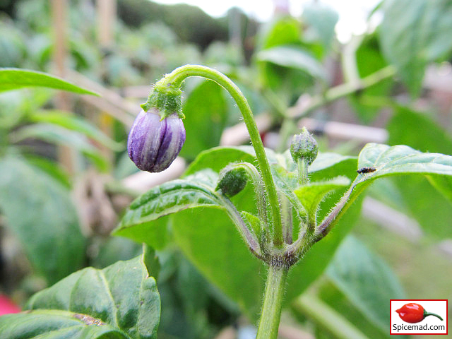 San Isidro Rocoto Flower Bud - 30th June 2022