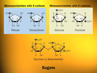 cấu tạo của monosaccarid