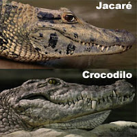 jacaré, crocodilo