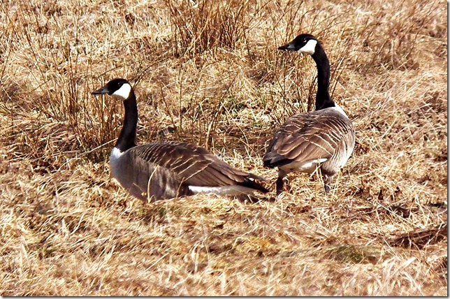 gallnas_300311_geese-02