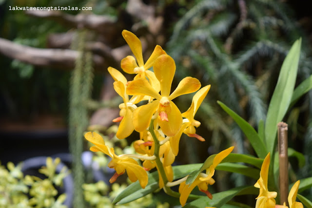 WHY THE SINGAPORE BOTANIC GARDENS IS A UNESCO WORLD HERITAGE SITE?