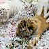 ベンガルトラの赤ちゃん2匹、バリ動物園で誕生