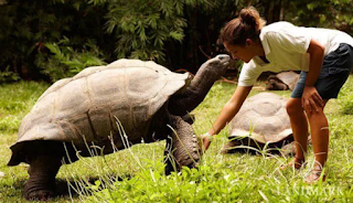 kura kura galapagos