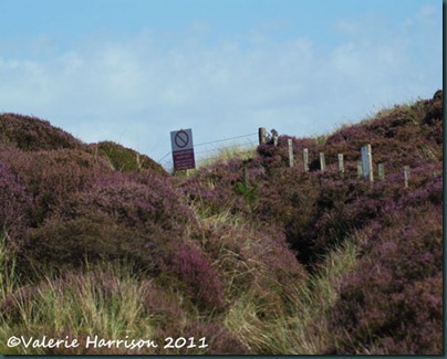 21-the-dunes