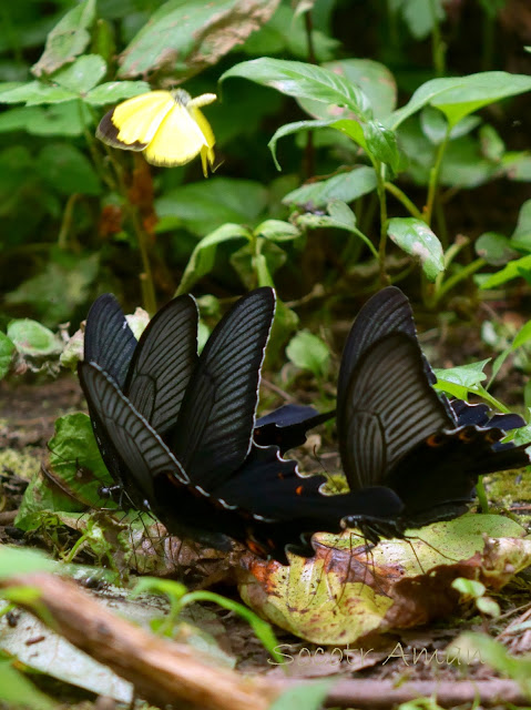 ミヤマカラスアゲハ