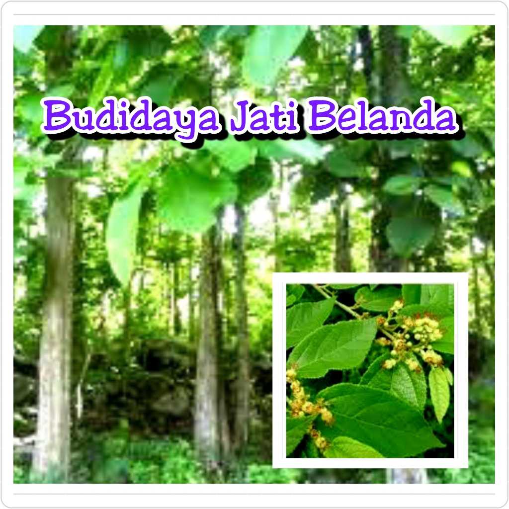 Budidaya Jati  Belanda  Nuansa Herbal Indie
