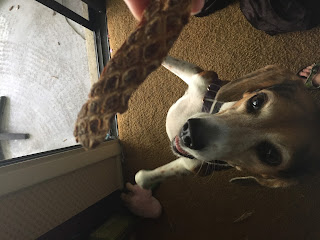 Lulu will dance for a Spot Farms Chicken Treat.