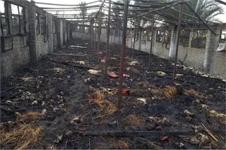 نفوق 6 آلاف دجاجة فى حريق بمزرعة دواجن بسبب الدفايات بميت عاصم بالدقهلية
