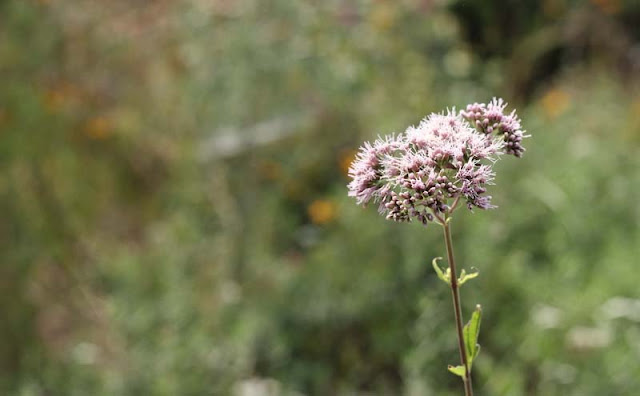 Joe-Pye Weed Flowers