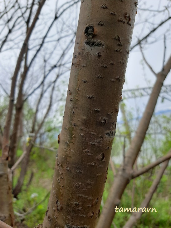 Маакия амурская (Maackia amurensis)