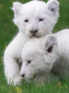 Gambar Anak Singa Putih