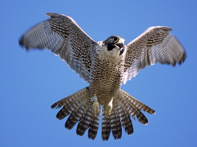 Beautiful,cute brown,white Shaheen flaying in air,wallpaper,pictures,images 