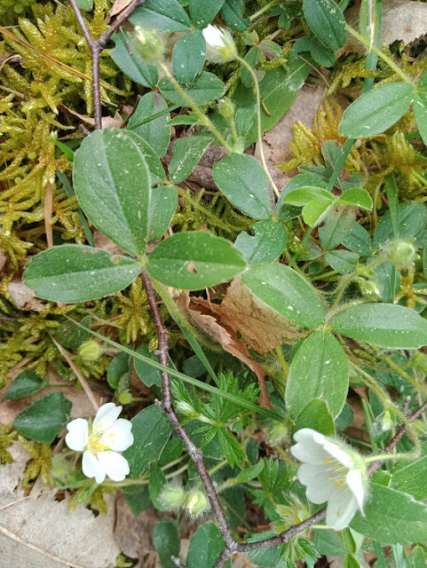 Mountain Cinquefoil Potentilla montana, Indre et Loire, France. Photo by Loire Valley Time Travel.