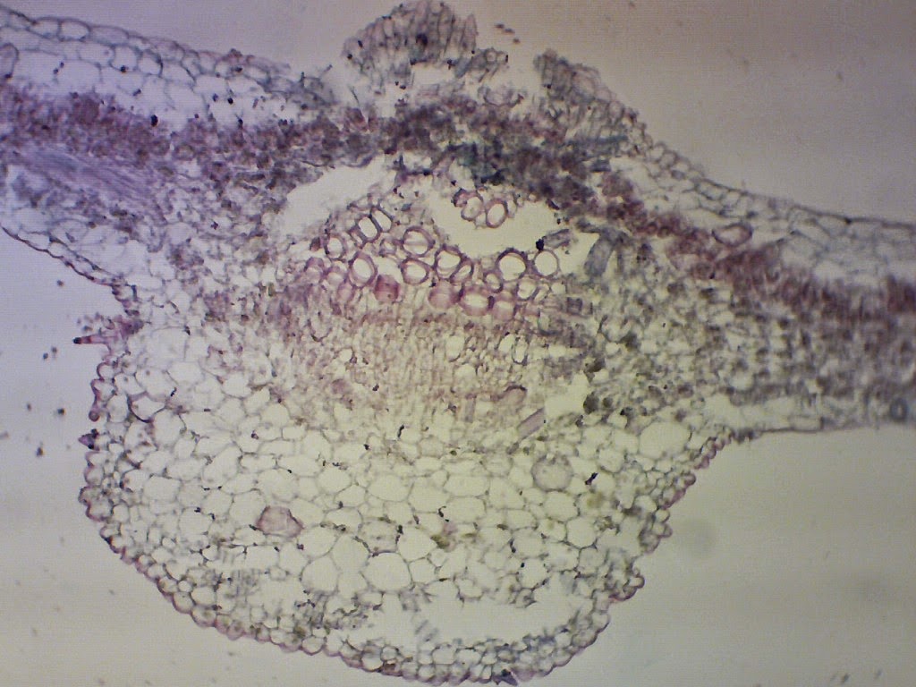Berbagi itu Indah Gambar  Mikroskopik Tumbuhan