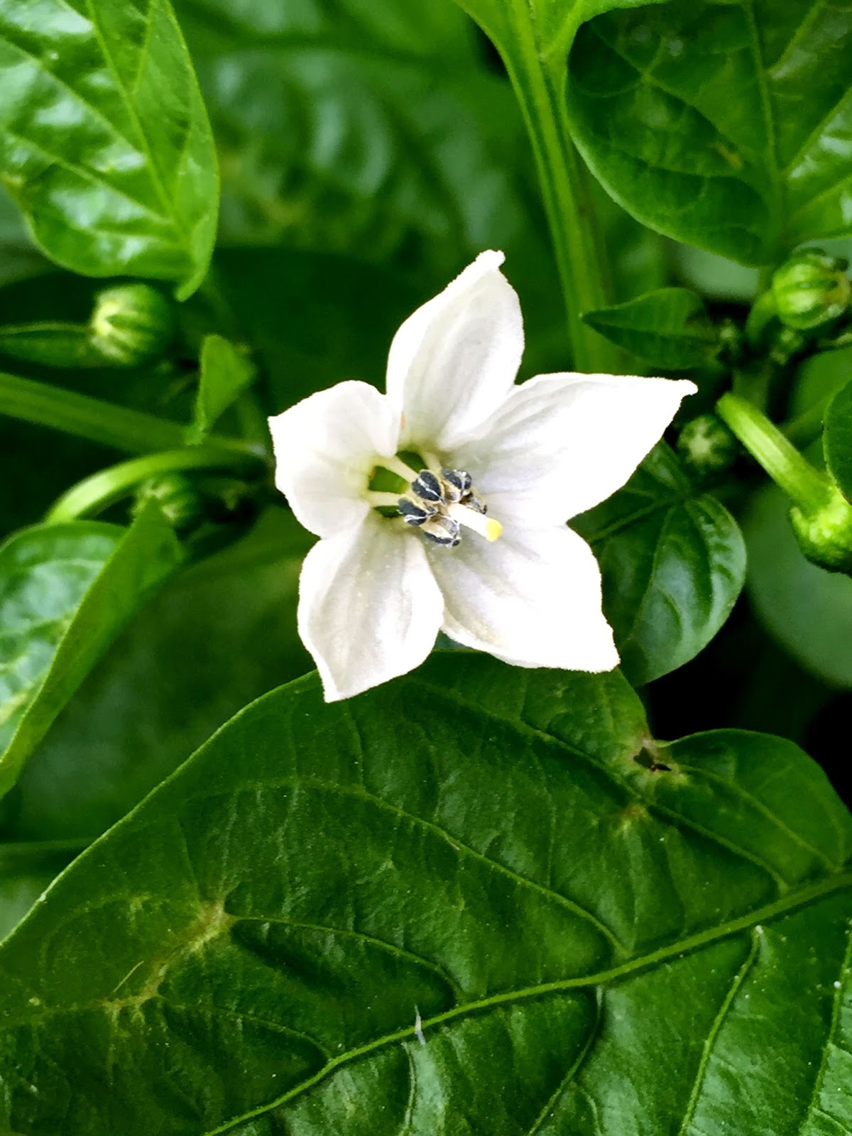 かまがや散歩 ナス科の植物