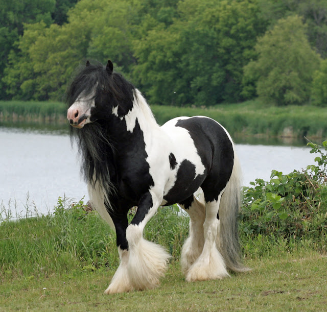 gypsy vanner horses  britst رحلة إلى عالم الخيول مُنذ ولادتها ’’ بالصور ‘‘