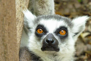 Bioparc Valencia.