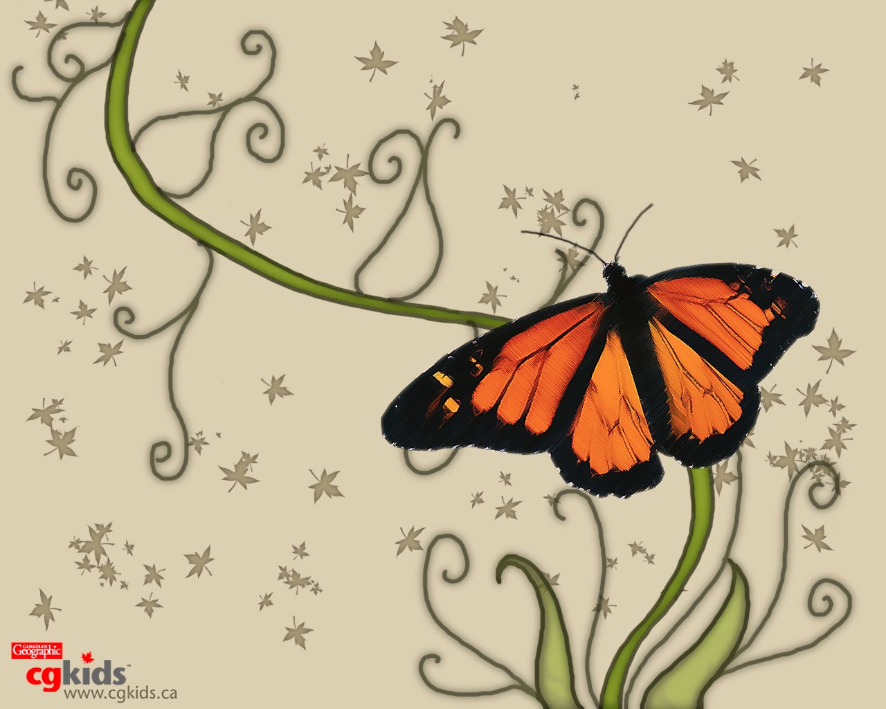 wallpaper Butterfly