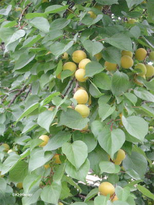 apricot tree