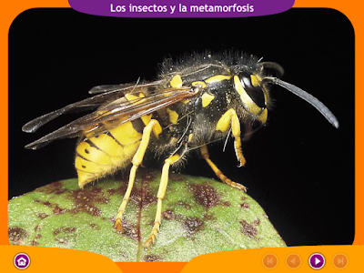 http://www.ceiploreto.es/sugerencias/juegos_educativos_6/4/2_Insectos_metamorfosis/index.html