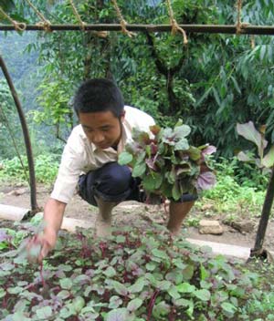 Fruit seedlings ready for Siargao 'greening'