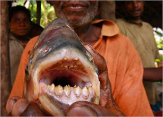 Scariest Fish