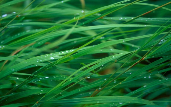 Grass Blades