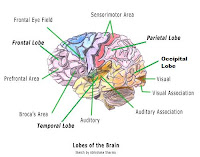 Brain Diagram2