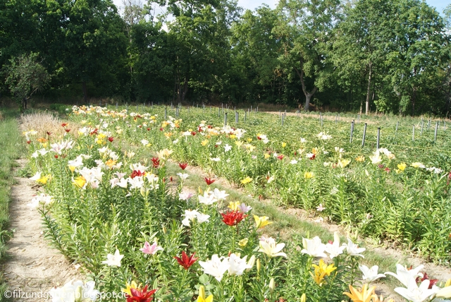 Schnittblumen zum Selbstschneiden hier Lilien