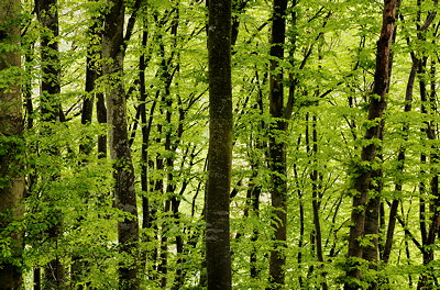 Underwood greenery at springtime