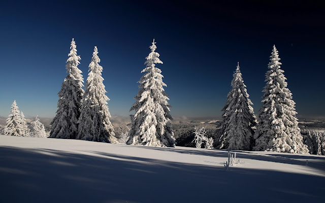 Bosques de Abetos en Invierno Paisajes Naturales