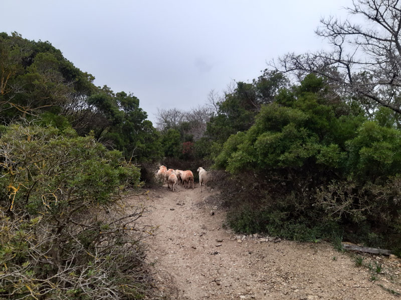 Sentiero per e da Cala Bóquer a Maiorca