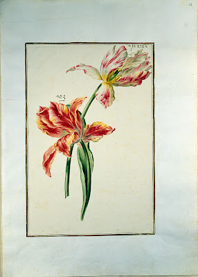 German flower watercolour 1730