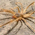 Camel Spider