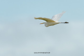 Naturfotografie Wildlifefotografie Ahsewiesen Olaf Kerber