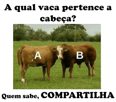 Teste: A qual vaca pertence a cabeça?