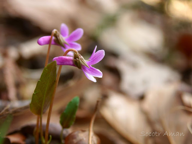 Viola violacea