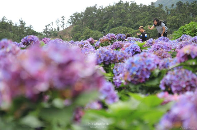 2017 繡球花季-29