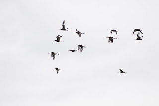 Black-tailed Godwits flying