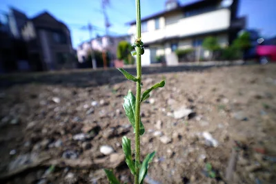 LAOWA (ラオワ) 10mm F4 Cookie APS-C＋SIGMA fp Lで撮影した写真