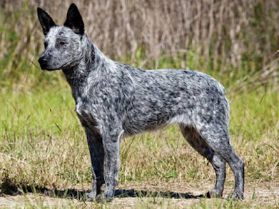 Australian Stumpy Tail Cattle Dog