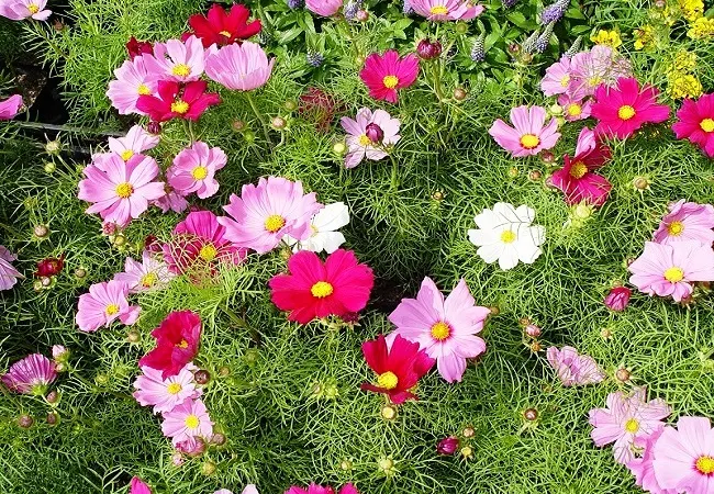 Cosmos Flowers Images - Winter Flowers Images Download - Winter flowers - NeotericIT.com
