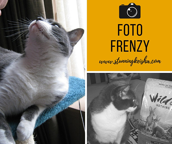 Friday Foto Follies Selected by Kitties Blue