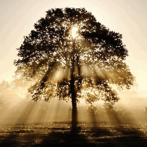 Sunlit Tree Animated