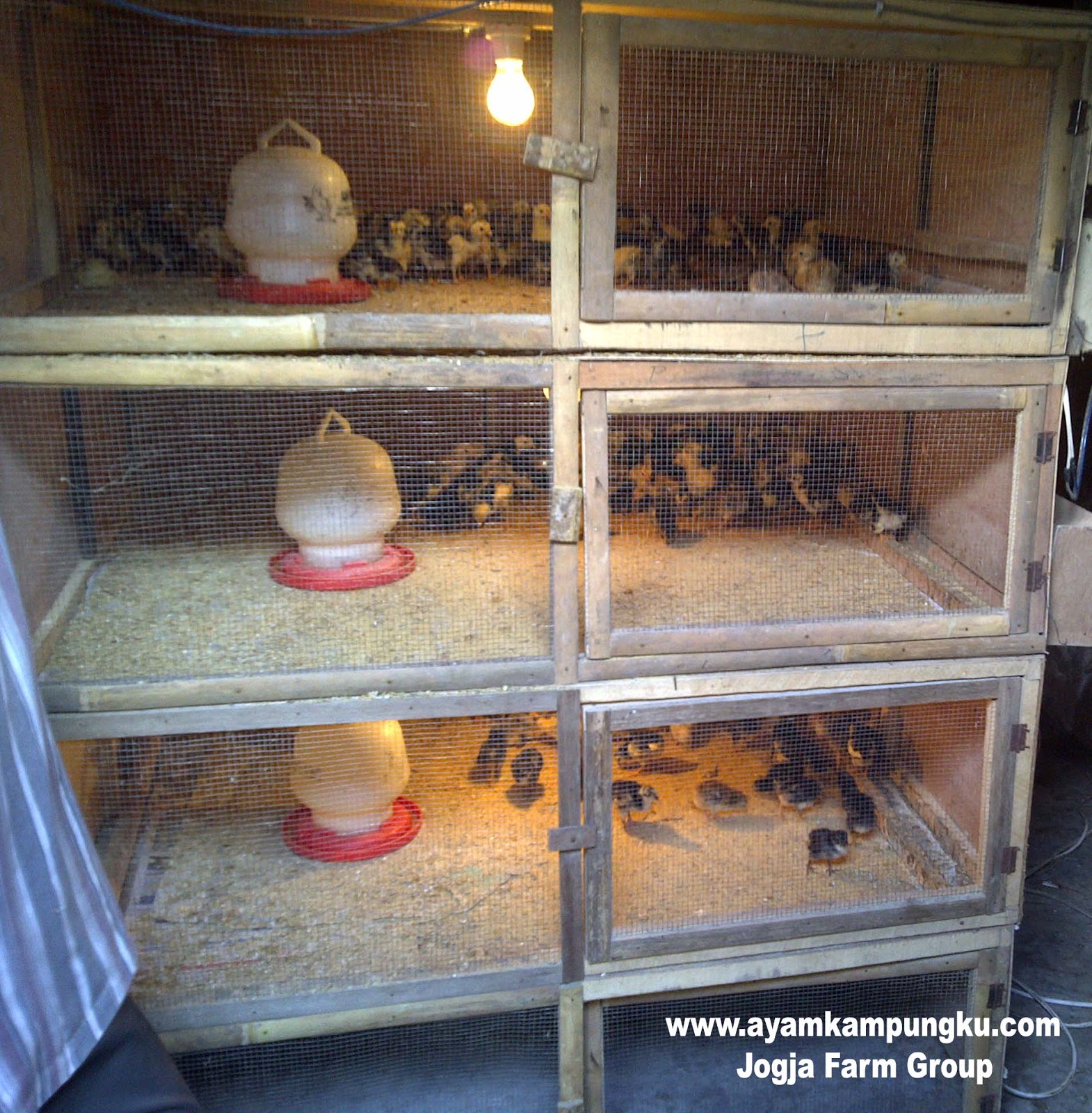  Ayam  BRONIK Ayam  Broiler  Organik TANPA VAKSIN TANPA 