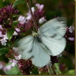 Green-veined white